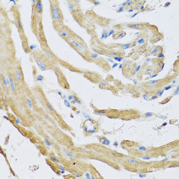 Immunofluorescence analysis of C6 cells using CREB3 Polyclonal Antibody at dilution of 1:100. Blue: DAPI for nuclear staining.