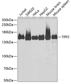Western blot analysis of extracts of various cell lines using EEF1B2 Polyclonal Antibody at dilution of 1:1000.