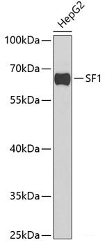 Immunofluorescence analysis of A549 cells using ENTPD2 Polyclonal Antibody