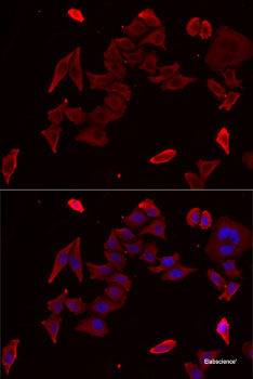 Immunofluorescence analysis of U2OS cells using FGF14 Polyclonal Antibody