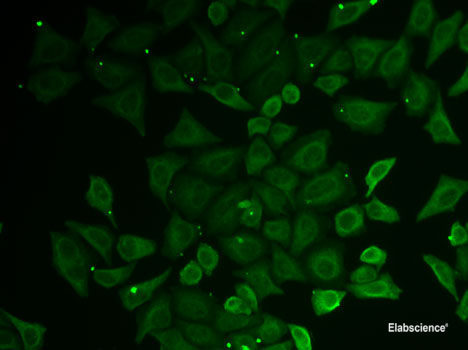 Immunofluorescence analysis of MCF7 cells using FLOT2 Polyclonal Antibody