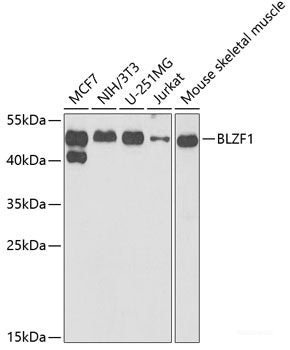 Western blot analysis of extracts of Mouse skeletal muscle using FRZB Polyclonal Antibody at dilution of 1:1000.