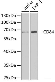 Immunofluorescence analysis of A549 cells using GALE Polyclonal Antibody
