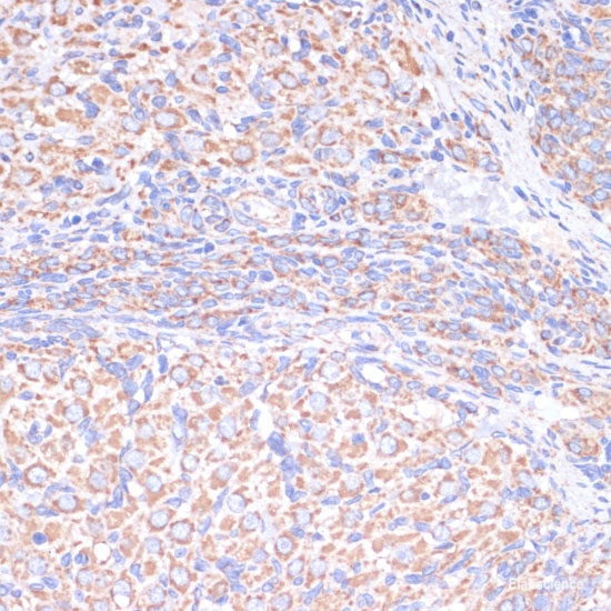 Immunofluorescence analysis of U2OS cells using GAMT Polyclonal Antibody