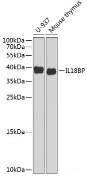 Western blot analysis of extracts of various cell lines using GORASP1 Polyclonal Antibody at dilution of 1:1000.