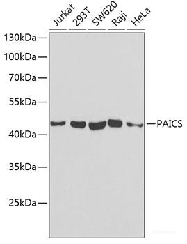 Immunohistochemistry of paraffin-embedded Mouse kidney using Histone H2A.Z Polyclonal Antibody at dilution of 1:100 (40x lens).
