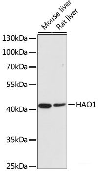 Immunofluorescence analysis of MCF7 cells using KHDRBS3 Polyclonal Antibody