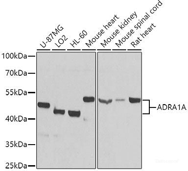 Western blot analysis of extracts of Rat heart using BMP10 Polyclonal Antibody at dilution of 1:1000.