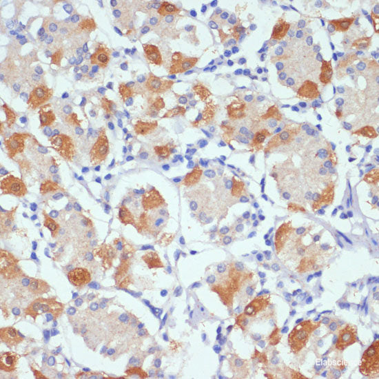 Immunofluorescence analysis of Mouse embryos cells using PTCH1 Polyclonal Antibody at dilution of 1:100. Blue: DAPI for nuclear staining.