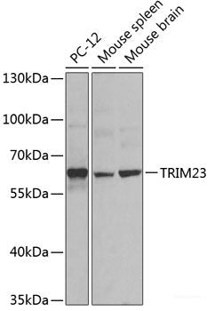Western blot analysis of extracts of various cell lines using TMEM43 Polyclonal Antibody at dilution of 1:1000.