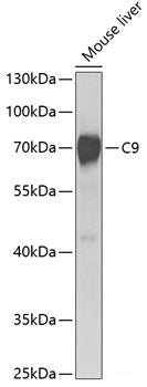 Western blot analysis of extracts of various cell lines using BTAF1 Polyclonal Antibody at dilution of 1:1000.