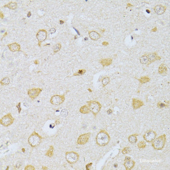 Western blot analysis of extracts of various cell lines using GPR62 Polyclonal Antibody at dilution of 1:1000.