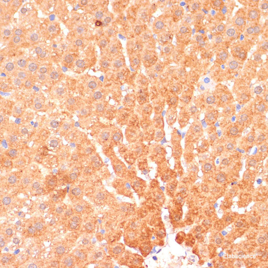 Immunofluorescence analysis of U2OS cells using UBE2G1 Polyclonal Antibody