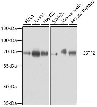 Immunofluorescence analysis of C6 cells using EPHA4 Polyclonal Antibody at dilution of 1:100. Blue: DAPI for nuclear staining.
