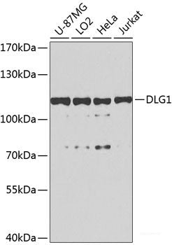 Western blot analysis of extracts of various cell lines using TNPO1 Polyclonal Antibody at dilution of 1:1000.