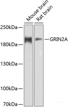 Western blot analysis of extracts of various cell lines using NCOA2 Polyclonal Antibody at dilution of 1:1000.