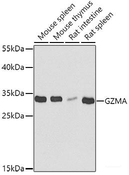 Western blot analysis of extracts of various cell lines using SCG2 Polyclonal Antibody at dilution of 1:1000.