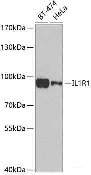Western blot analysis of extracts of various cell lines using FXR1 Polyclonal Antibody at dilution of 1:1000.