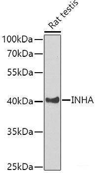 Western blot analysis of extracts from normal (control) and CTCF knockout (KO) 293T cells using CTCF Polyclonal Antibody at dilution of 1:1000.