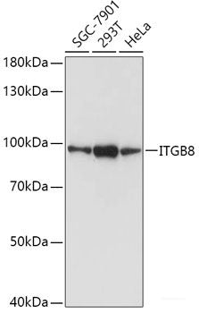 Western blot analysis of extracts of various cell lines using PACSIN3 Polyclonal Antibody at dilution of 1:1000.