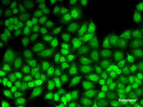 Western blot analysis of extracts of various cell lines using SIGMAR1 Polyclonal Antibody at dilution of 1:500.