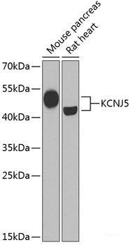 Immunofluorescence analysis of MCF7 cells using PDHX Polyclonal Antibody