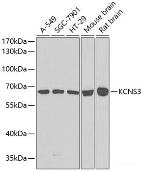 Immunofluorescence analysis of U2OS cells using CAPZB Polyclonal Antibody at dilution of 1:100. Blue: DAPI for nuclear staining.