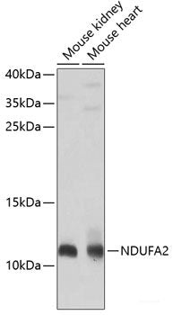 Immunofluorescence analysis of L929 cells using NUP214 Polyclonal Antibody at dilution of 1:100 (40x lens). Blue: DAPI for nuclear staining.