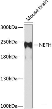 Western blot analysis of extracts of U-87MG cells using PUS1 Polyclonal Antibody at dilution of 1:3000.