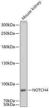 Western blot analysis of extracts of various cell lines using PTPN18 Polyclonal Antibody at dilution of 1:1000.