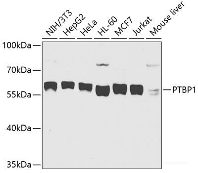 Western blot analysis of extracts of various cell lines using RHOH Polyclonal Antibody at dilution of 1:1000.
