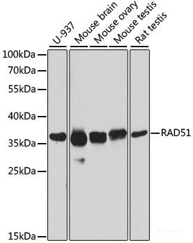 Western blot analysis of extracts of various cell lines using DHRS2 Polyclonal Antibody at dilution of 1:1000.
