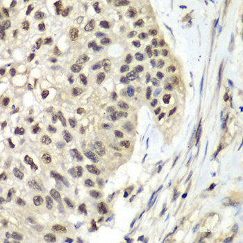 Immunohistochemistry of paraffin-embedded Mouse brain using RNF166 Polyclonal Antibody