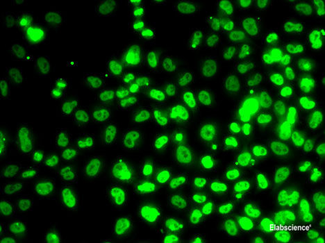 Immunofluorescence analysis of MCF7 cells using HOXA1 Polyclonal Antibody