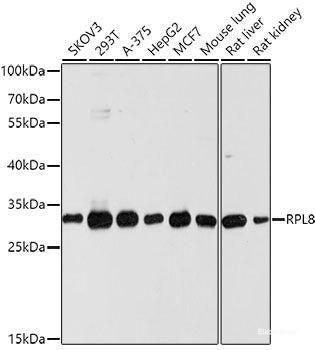 Western blot analysis of extracts of various cell lines using MTAP Polyclonal Antibody at dilution of 1:1000.