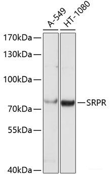 Western blot analysis of extracts of various cell lines using ADSL Polyclonal Antibody at dilution of 1:1000.