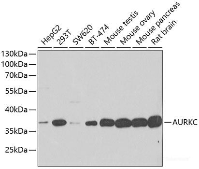 Western blot analysis of extracts of various cell lines using NDUFA2 Polyclonal Antibody at dilution of 1:1000.