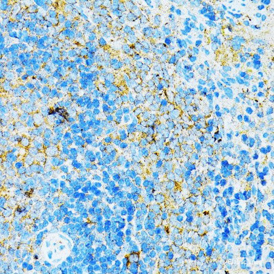 Immunohistochemistry of paraffin-embedded Mouse stomach using GFER Polyclonal Antibody at dilution of 1:100 (40x lens).