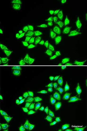 Immunofluorescence analysis of HeLa cells using DPP7 Polyclonal Antibody
