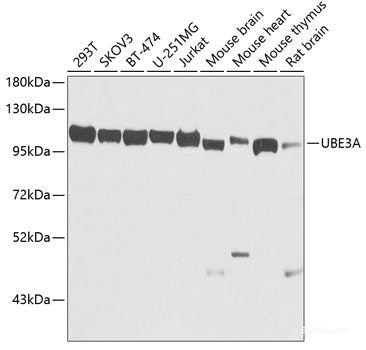 Western blot analysis of extracts of various cell lines using RXRG Polyclonal Antibody at dilution of 1:1000.