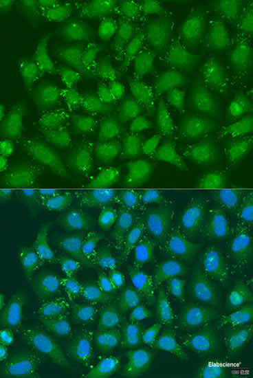 Western blot analysis of extracts of various cell lines using POU3F2 Polyclonal Antibody at dilution of 1:1000.