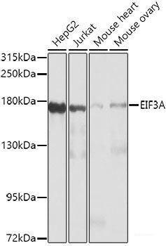 Western blot analysis of extracts of various cell lines using INSRR Polyclonal Antibody at dilution of 1:1000.