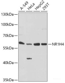 Immunohistochemistry of paraffin-embedded Mouse stomach using RARS2 Polyclonal Antibody at dilution of 1:100 (40x lens).