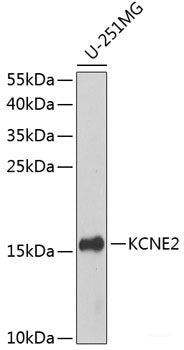 Western blot analysis of extracts from 3T3 cells using Phospho-PXN(Y118) Polyclonal Antibody.
