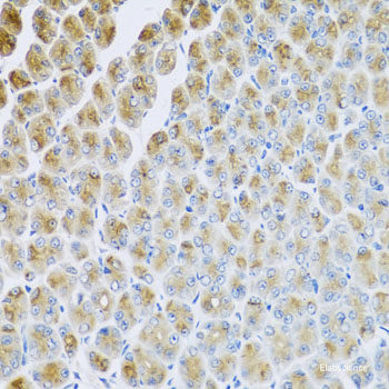 Immunohistochemistry of paraffin-embedded Rat lung using TEFM Polyclonal Antibody at dilution of 1:100 (40x lens).