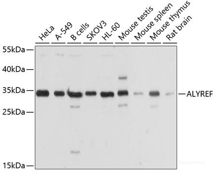 Western blot analysis of extracts of various cell lines using PENK Polyclonal Antibody at dilution of 1:1000.