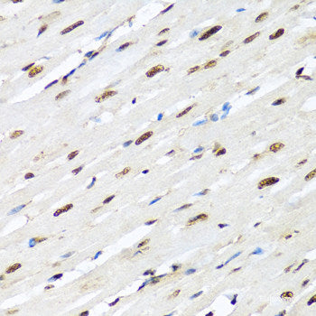Immunohistochemistry of paraffin-embedded Rat pancreas using CBX8 Polyclonal Antibody at dilution of 1:100 (40x lens).