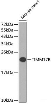 Western blot analysis of extracts of various cell lines using SUCLG2 Polyclonal Antibody at dilution of 1:3000.