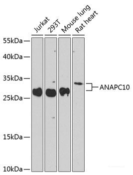 Western blot analysis of extracts of various cell lines using VEPH1 Polyclonal Antibody at dilution of 1:1000.