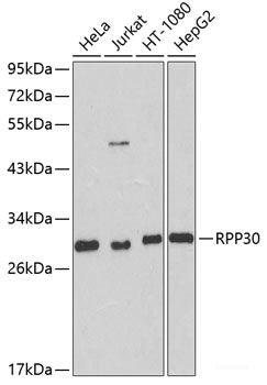 Immunofluorescence analysis of C6 cells using PASK Polyclonal Antibody at dilution of 1:100. Blue: DAPI for nuclear staining.